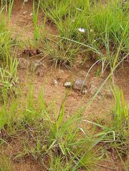 Afroaster serrulatus