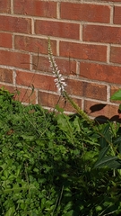 Veronicastrum virginicum