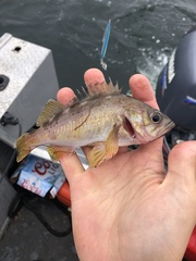 Sebastes serranoides