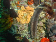 Pentacta doliolum