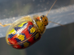 Paropsisterna gloriosa