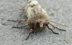 Teracotona submacula