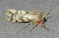 Teracotona submacula