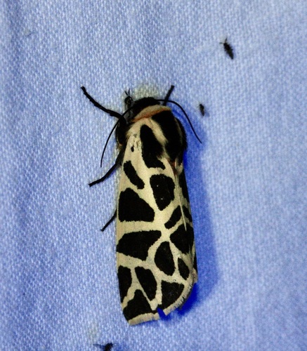 Cymbalophora pudica