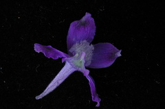 Delphinium bicolor bicolor