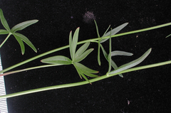 Delphinium bicolor bicolor