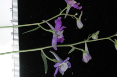 Delphinium bicolor bicolor