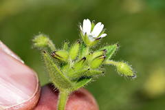 Cerastium capense