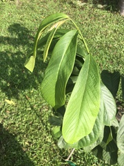 Asimina triloba