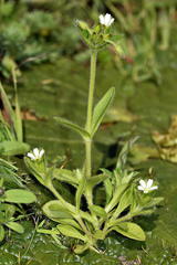 Cerastium capense