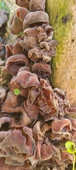Auricularia angiospermarum