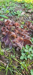 Auricularia angiospermarum