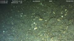 Fusitriton oregonensis