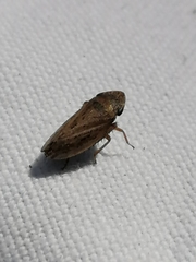 Aphrodinae