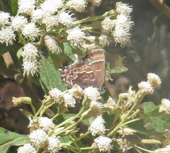 Callophrys guatemalena