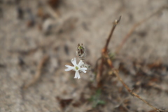 Silene nicaeensis