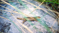 Sceloporus aeneus