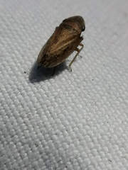 Aphrodinae