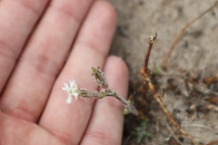Silene nicaeensis
