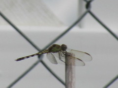 Erythrodiplax umbrata