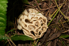 Clathrus chrysomycelinus