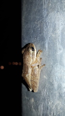 Polypedates maculatus