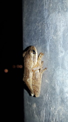 Polypedates maculatus