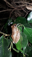 Polypedates maculatus