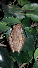 Polypedates maculatus