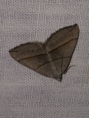 Scotopteryx