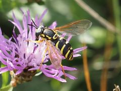 Chrysotoxum elegans