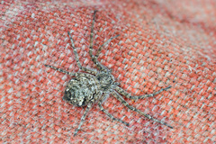 Philodromus emarginatus