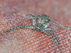 Philodromus emarginatus