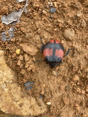 Chalcas trabeata