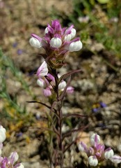 Orthocarpus cuspidatus