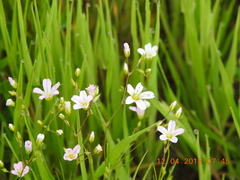 Eremogone minuartioides