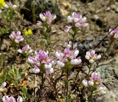 Orthocarpus cuspidatus