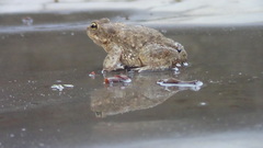 Duttaphrynus stomaticus