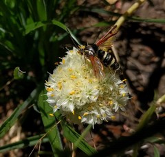 Synanthedon chrysidipennis