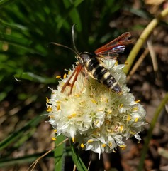 Synanthedon chrysidipennis