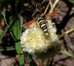 Synanthedon chrysidipennis