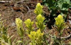 Castilleja arachnoidea