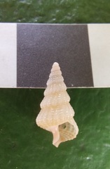 Ataxocerithium applenum