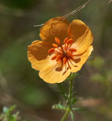 Kallstroemia grandiflora