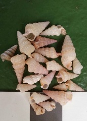 Ataxocerithium applenum