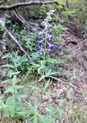 Delphinium andesicola