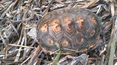 Malaclemys terrapin macrospilota