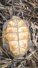 Malaclemys terrapin macrospilota