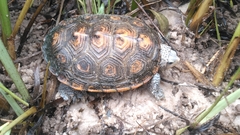 Malaclemys terrapin macrospilota