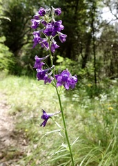 Delphinium andesicola